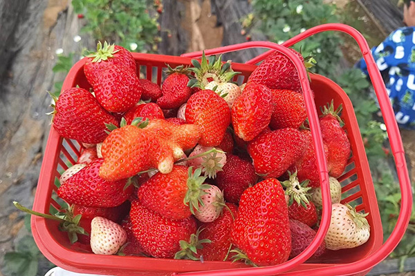 Dina Fun Qingdao Star Machine ing Strawberry Fields